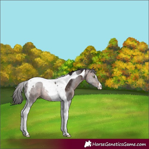 Horse Color:Brown Tobiano Rabicano 