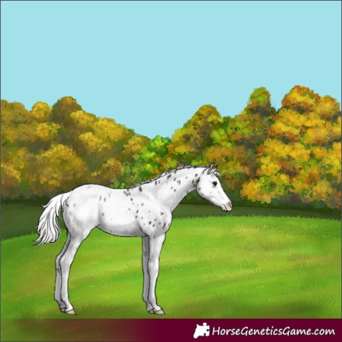Horse Color:White Spotted Silver Brown Sabino Appaloosa Rabicano