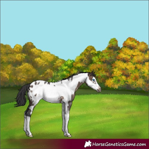 Horse Color:Brown Dun Sabino Frame Appaloosa Rabicano 
