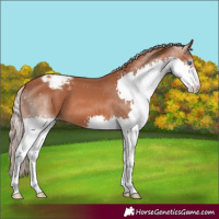 Horse Color:Chestnut Splash Appaloosa 
