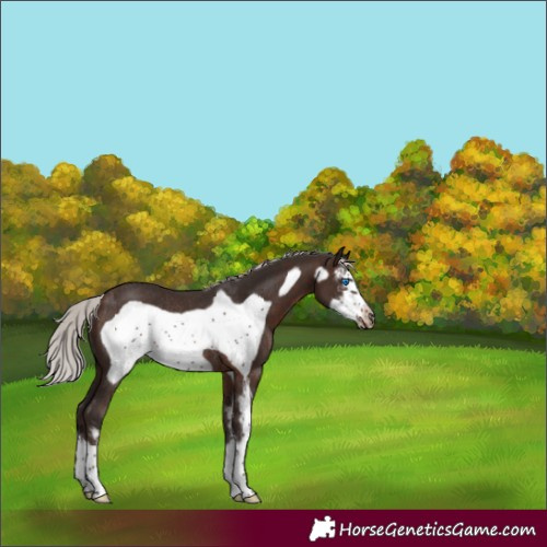 Horse Color:Silver Brown Sabino Frame Rabicano