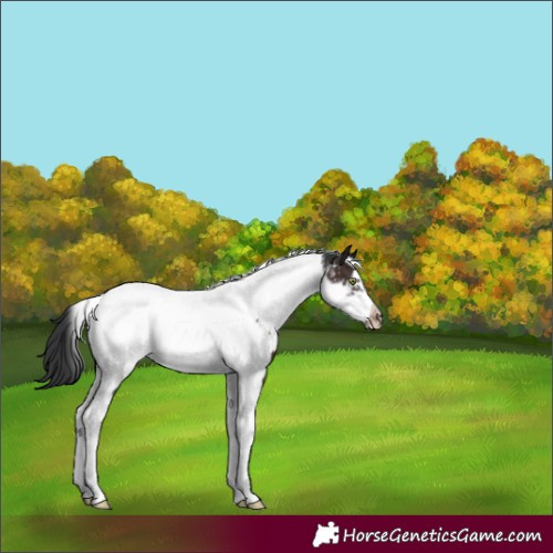 Horse Color:Brown Tobiano Frame Appaloosa 