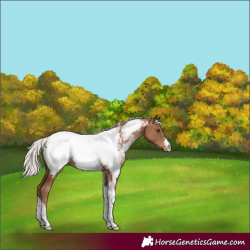 Horse Color:Silver Brown Pearl Sabino Tobiano Appaloosa Rabicano 