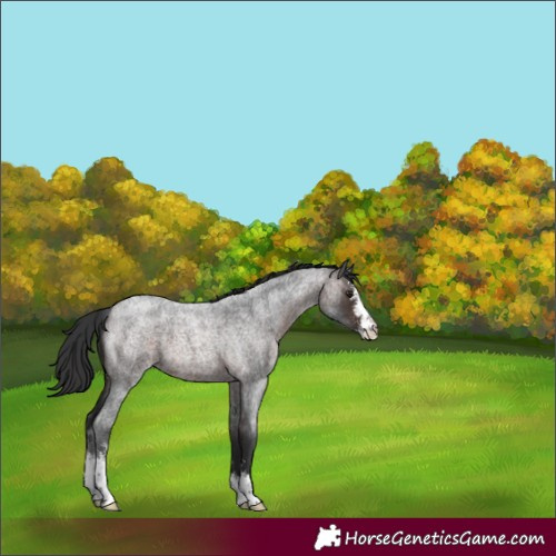 Horse Color:Brown Roan Sabino