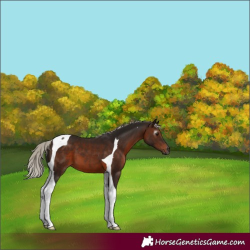 Horse Color:Gray Silver Bay Tobiano