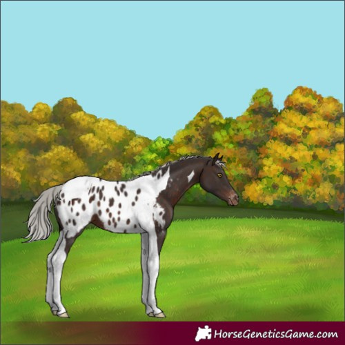 Horse Color:Silver Brown Tobiano Appaloosa