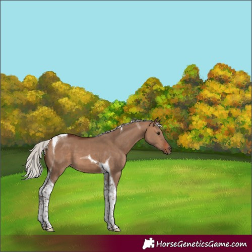 Horse Color:Silver Bay Dun Tobiano 