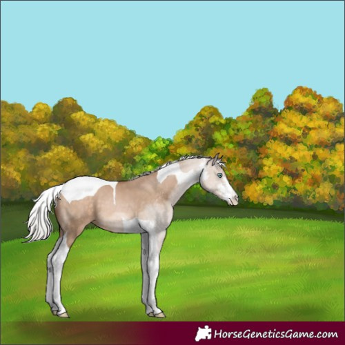 Horse Color:Silver Brown Pearl Dun Sabino Tobiano