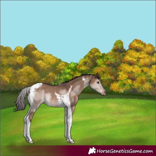 Horse Color:Liver Red Dun Tobiano Rabicano 