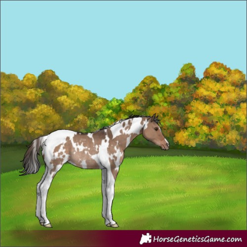 Horse Color:White Spotted Liver Red Dun Tobiano Rabicano 