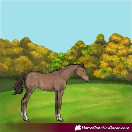 Horse Color:Liver Red Dun Tobiano 