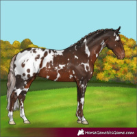 Horse Color:White Spotted Liver Chestnut Appaloosa 