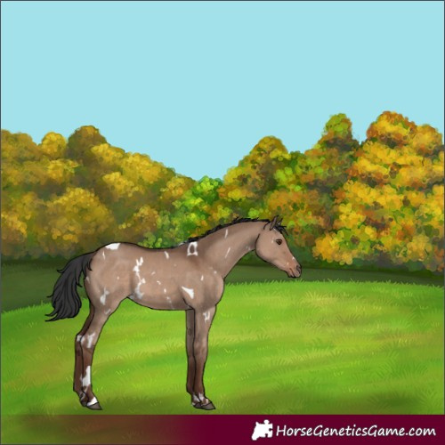 Horse Color:White Spotted Liver Red Dun Tobiano 