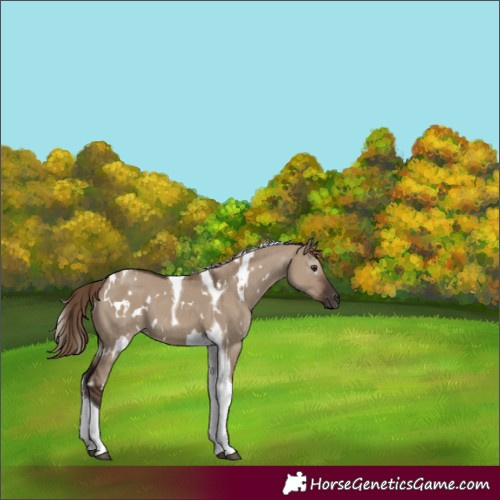 Horse Color:White Spotted Liver Red Dun Tobiano 
