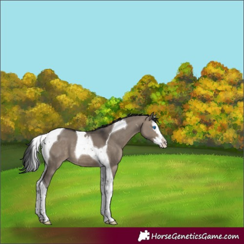 Horse Color:Brown Dun Splash Tobiano 