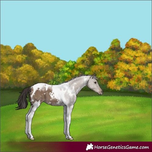 Horse Color:White Spotted Liver Red Dun Tobiano 
