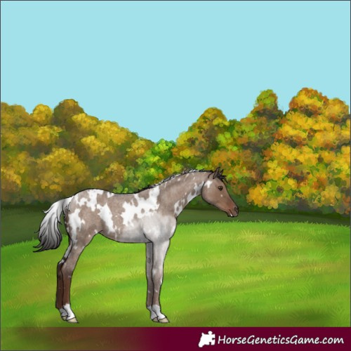Horse Color:White Spotted Liver Red Dun Roan 