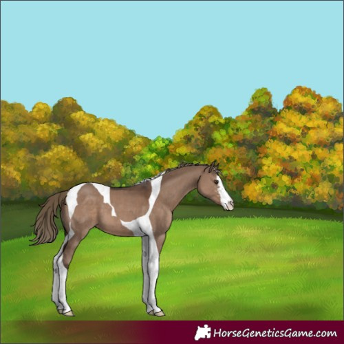 Horse Color:Liver Red Dun Sabino Tobiano 