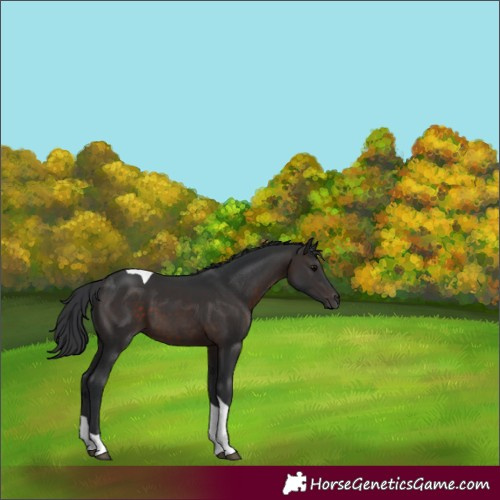 Horse Color:Brown Tobiano 