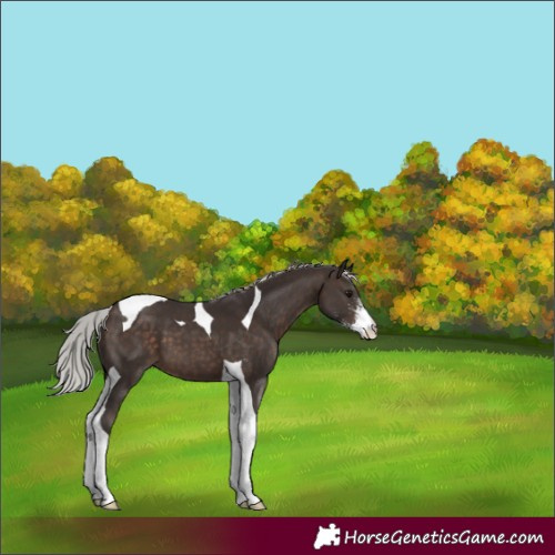 Horse Color:Silver Brown Sabino Tobiano 