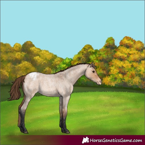 Horse Color:Bay Roan Dun Appaloosa