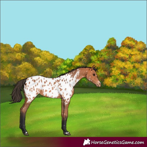Horse Color:Bay Appaloosa 