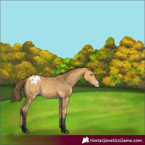 Horse Color:Buckskin Snowflake Varnish Rabicano