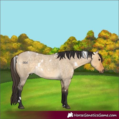 Horse Color:White Spotted Buckskin Roan Dun Rabicano 