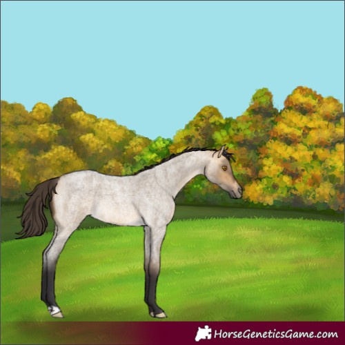 Horse Color:Buckskin Roan Dun Rabicano 