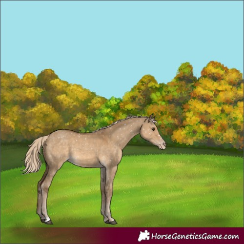 Horse Color:Chocolate Palomino Dun Snowflake Varnish