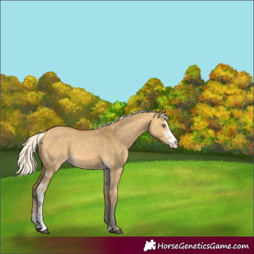 Horse Color:Silver Buckskin Dun Sabino Snowflake Varnish Rabicano 