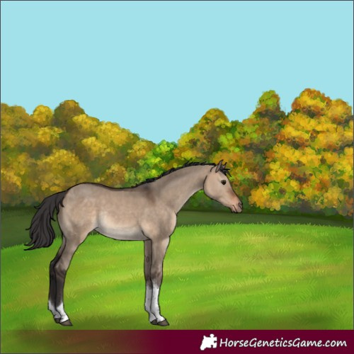 Horse Color:Brown Dun Tobiano Rabicano