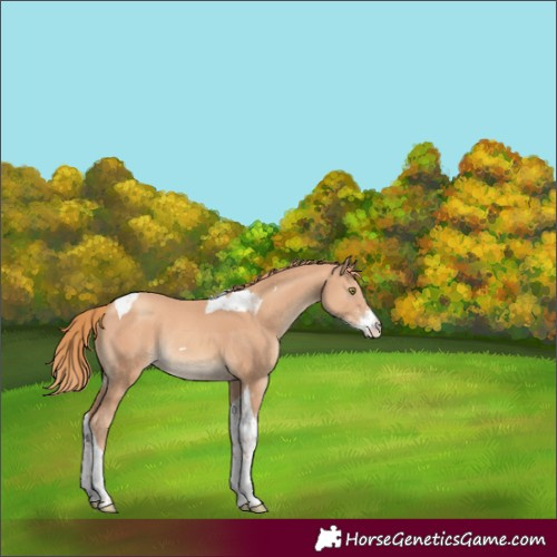 Horse Color:Gold Champagne Sabino Tobiano Rabicano
