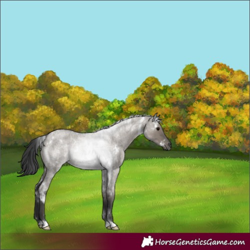 Horse Color:White Spotted Grullo Roan Rabicano