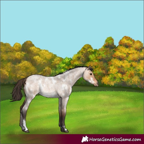 Horse Color:White Spotted Bay Roan Dun 