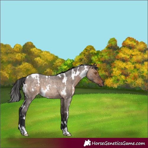 Horse Color:White Spotted Brown Roan Dun Rabicano 