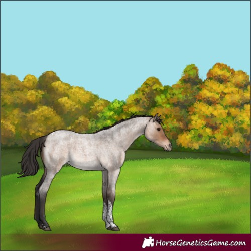 Horse Color:Brown Roan Dun Tobiano 