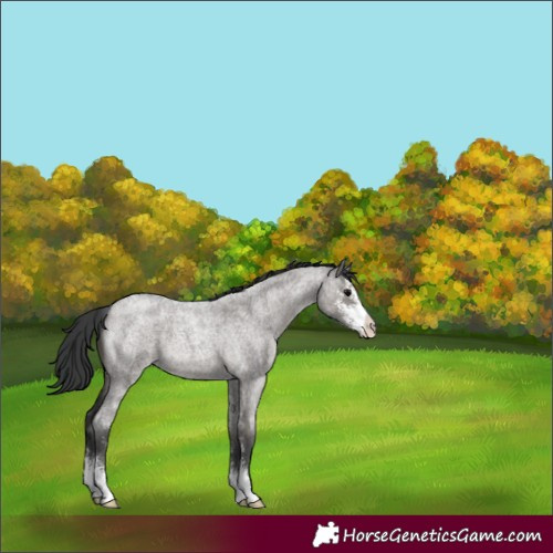 Horse Color:Grullo Roan Sabino 