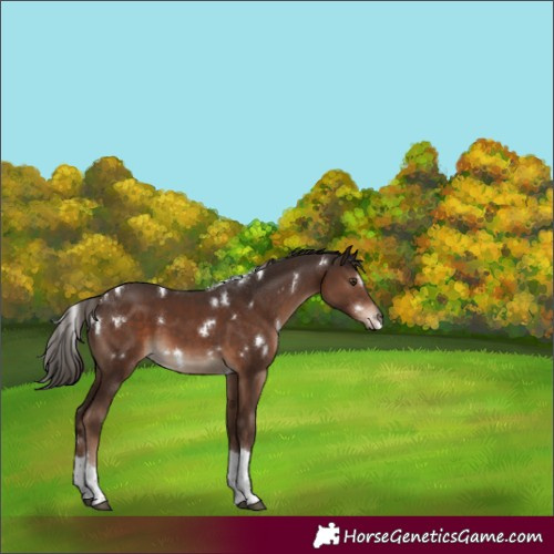 Horse Color:White Spotted Liver Chestnut Tobiano Rabicano 