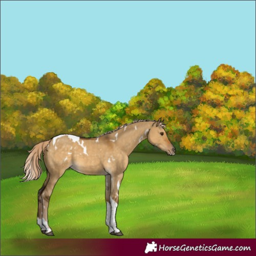 Horse Color:White Spotted Chocolate Palomino Dun Tobiano 