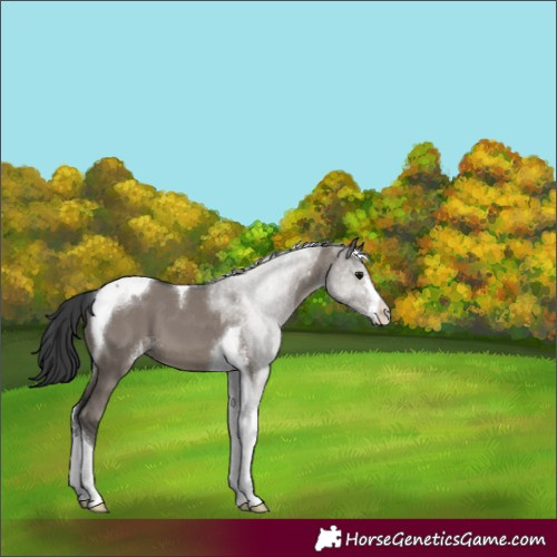 Horse Color:Grullo Sabino Tobiano