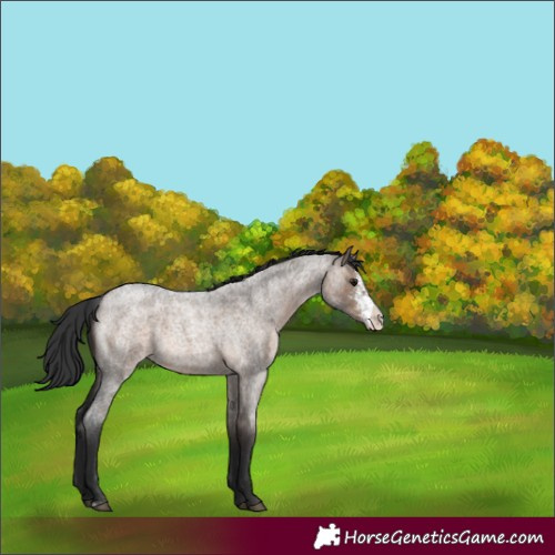 Horse Color:Brown Roan Dun Sabino 