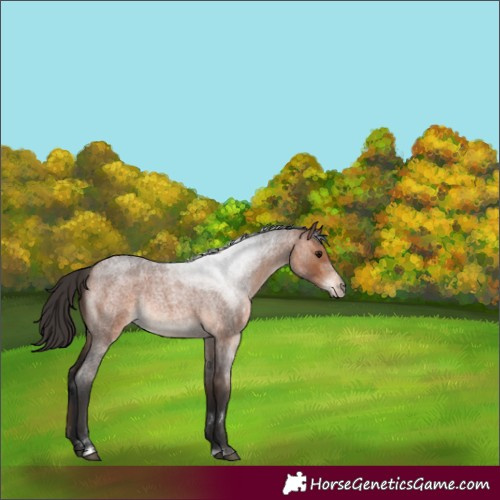 Horse Color:Bay Roan Rabicano 