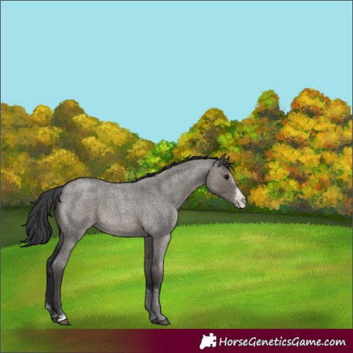 Horse Color:Grullo Roan Sabino