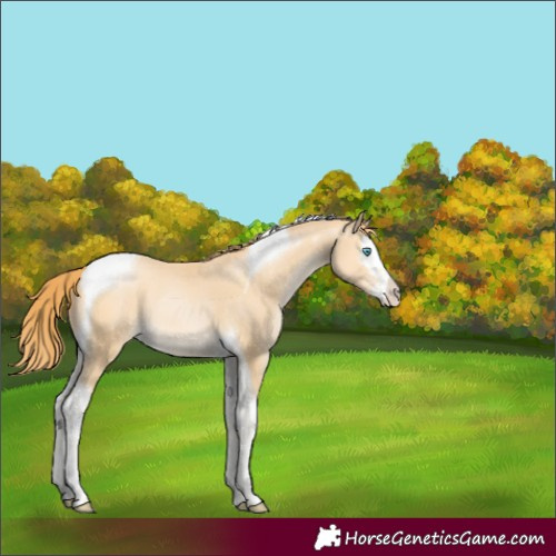 Horse Color:Buckskin Pearl Splash Tobiano 