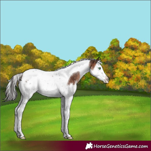 Horse Color:Brown Mushroom Splash Tobiano Appaloosa