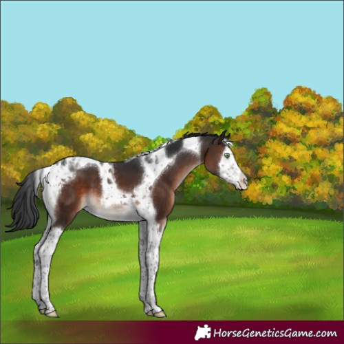 Horse Color:Brown Mushroom Splash Tobiano 