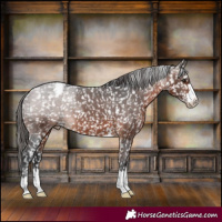 Horse Color:Brown Appaloosa 