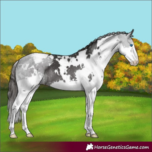 Horse Color:White Spotted Black Splash Appaloosa