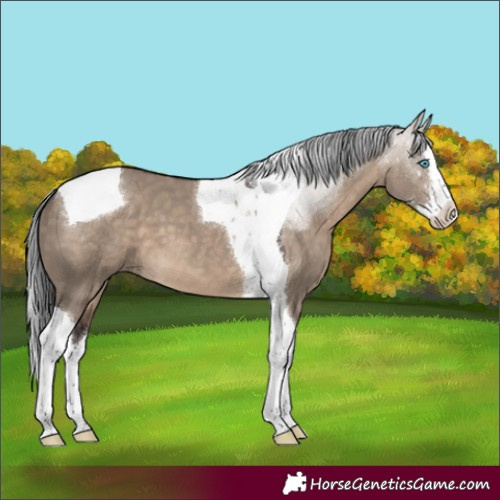 Horse Color:Brown Dun Sabino Splash Tobiano 